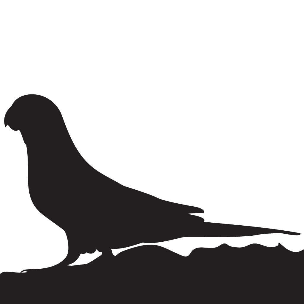 Silhouette Parrots