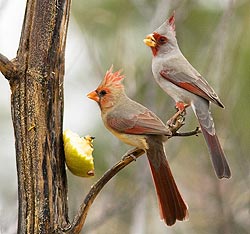 Cardinal and Pyrrhuloxia with apple by Joan Gellatly