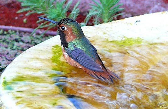 Allen's Hummingbird in bird bath