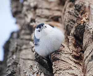 White-breasted Nuthatch