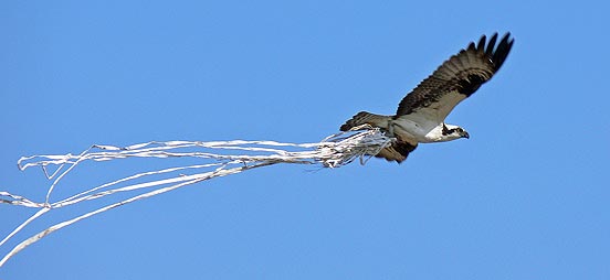 Osprey Larry Meade