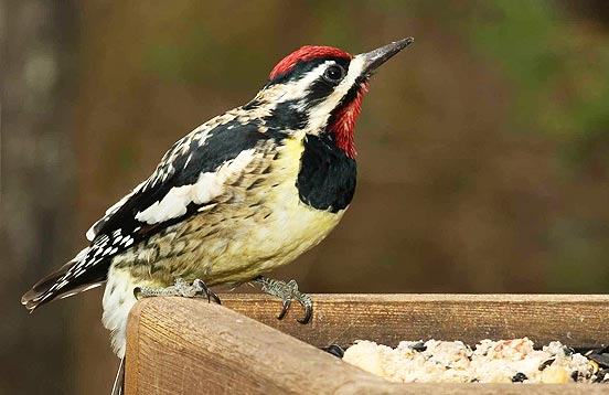 Yellow-bellied Sapsucker