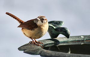 Carolina Wren by Maria Corcacas