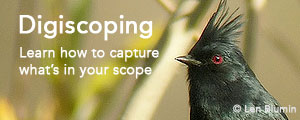 Tips on getting started with digiscoping