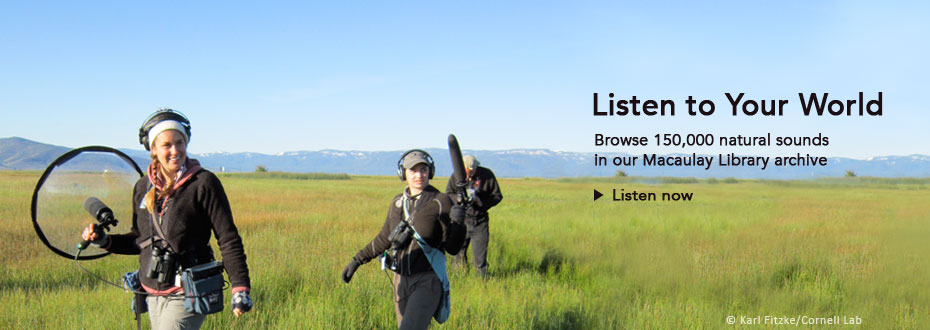 Listen to Your World: Browse 150,000 sounds in our Macaulay Library archive.