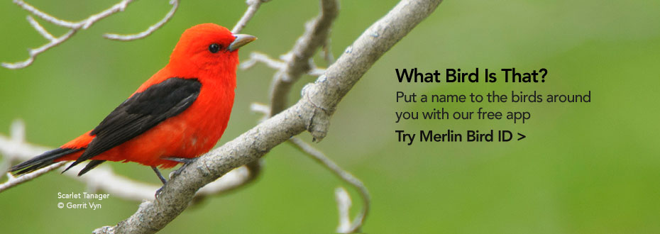 The Merlin Bird ID App: Put a name to the birds around you with our new free app