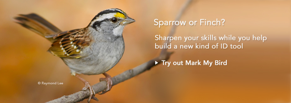 Help us build our bird ID tool