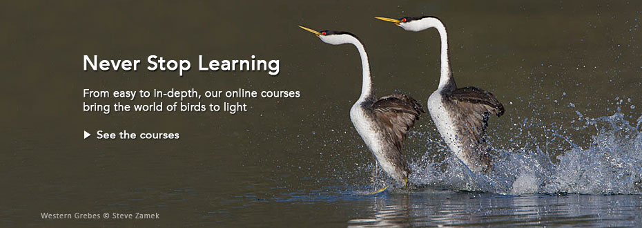 Never Stop Learning: From easy to in-depth, our online courses bring the world of brds to light.