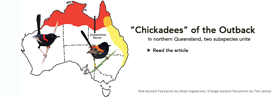Chickadees of the Outback: the Red-backed Fairywren
