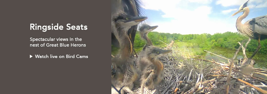 Spectacular views in the nest of Great Blue Herons