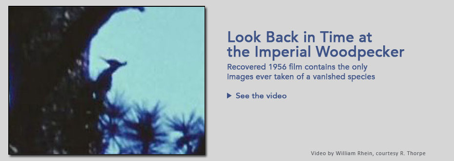 Look Back In Time at the Imperial Woodpecker