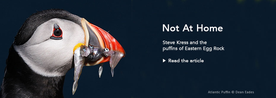 Not At Home: Steve Kress and the puffins of Eastern Egg Rock