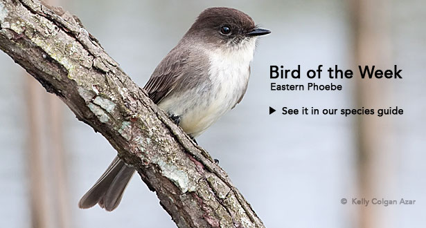 Bird of the Week: Eastern Phoebe