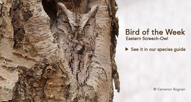 Bird of the Week: Eastern Screech-Owl