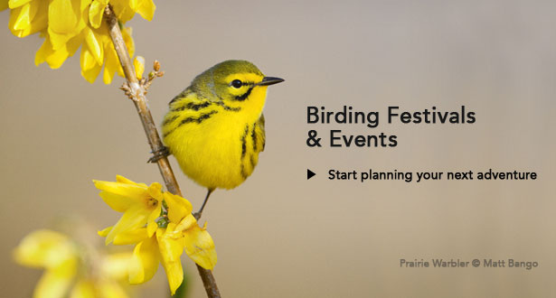 Birding Festivals & Events: Plan your next adventure