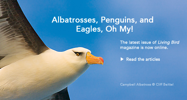 Albatrosses, Penguins and Eagles, Oh My!: The latest issue of <em>Living Bird</em> Magazine is now online