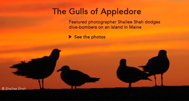 The Gulls of Appledore: Featured Photographer Shailee Shah dodges dive-bombers on an island in Maine.
