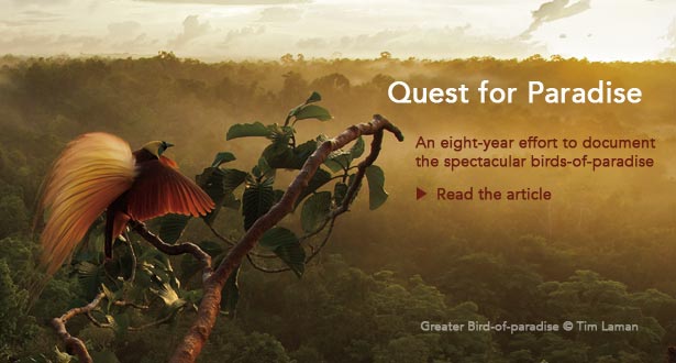 Quest for Paradise: An eight-year effort to document the spectacular birds-of-paradise