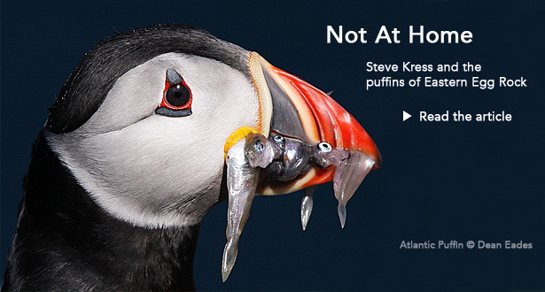 Not At Home: Steve Kress and the puffins of Eastern Egg Rock
