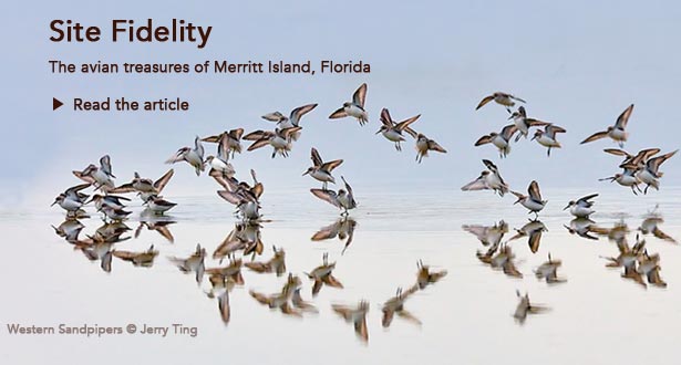 Site Fidelity: The avian treasures of Merritt Island, Florida