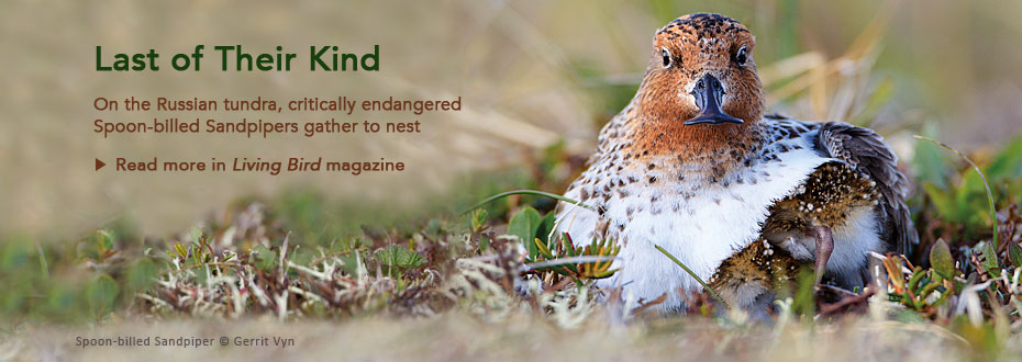 Read about endangered Spoon-billed Sandpipers in the latest issue of Living Bird