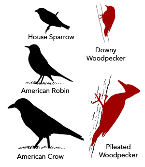 Pileated Woodpecker Size Comparison