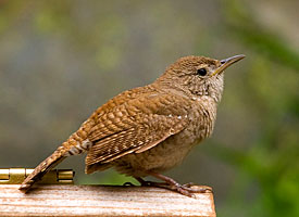 House Wren