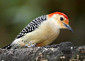 Red-bellied Woodpecker
