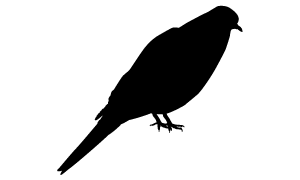 Mourning Dove