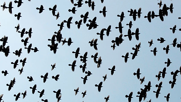 Group of birds, species 1, species 2, species 3