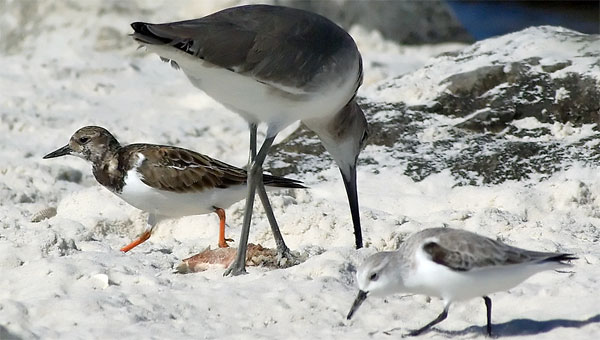 Group of birds, species 1, species 2, species 3