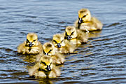 Canada Goslings