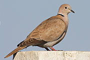 Eurasian Collared-Dove