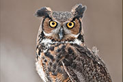 Great Horned Owl