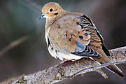 Mourning Dove