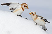 Snow Buntings