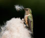Rufous Hummingbird