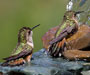 Rufous Hummingbird
