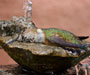 Rufous Hummingbird