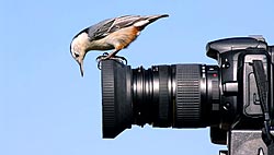 curious nuthatch