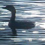 Pied-billed Grebe