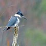 Belted Kingfisher