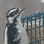 Hairy Woodpecker