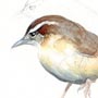 Carolina Wren