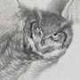 Great Horned Owl