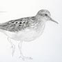 Semipalmated Plover and Least Sandpiper