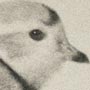 Piping Plover