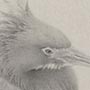 Tricolored Heron
