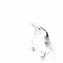 White-breasted Nuthatch
