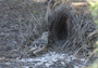 Great Bowerbird